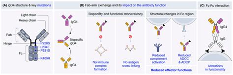 Role of IgG4 Antibodies in Human Health and Disease