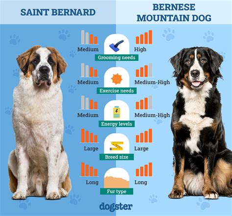 Bernese Mountain Dog Size Chart Growth Bernese Cattle Dogs Puppy