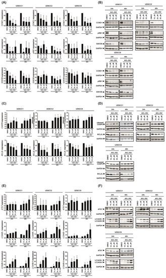 BTK Isoforms p80 and p65 Are Expressed in Head and Neck Squamous Cell ...