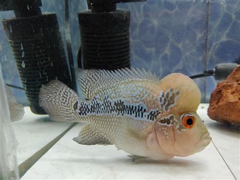 API Melafix Treats Aquarium Bacterial Infection, 11 g : Amazon.in: Pet ...