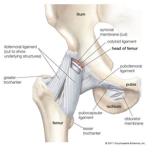 ligament | Definition, Function, Types, & Facts | Britannica