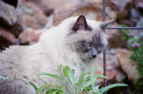 Aurora Rose | IAAHPC