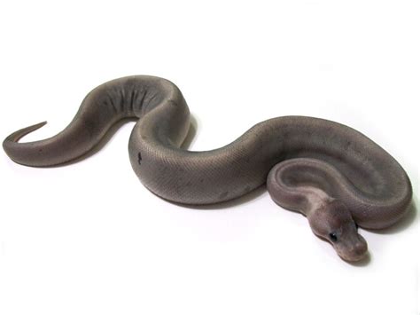 Image result for Silver Ball Python