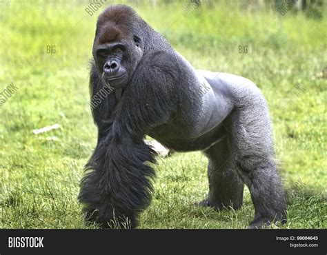 Biggest Silverback Gorilla
