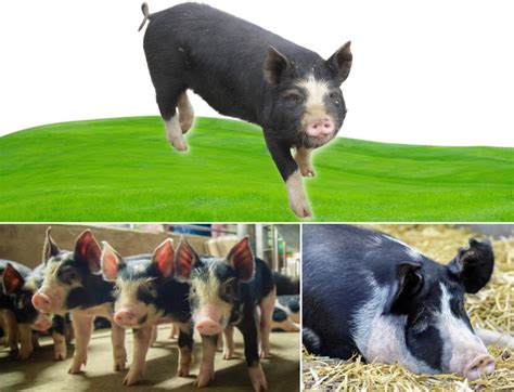 Types Of Pigs: 21 Pig Breeds for Farming and Homesteading - FarmerDB