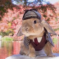Image result for Bunnies in Costumes