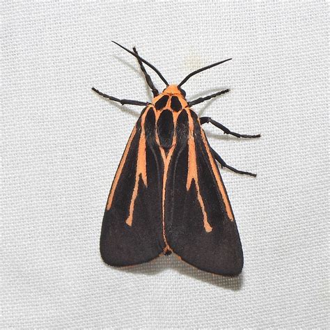 About Harnessed Tiger Moth - Maryland Biodiversity Project