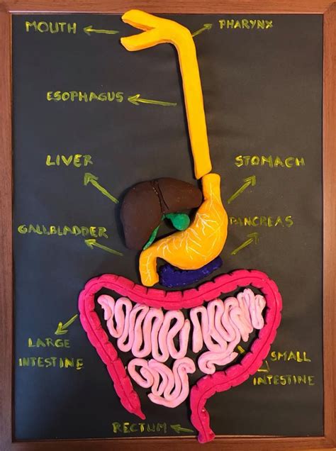 DIY Digestive System Project 的图像结果