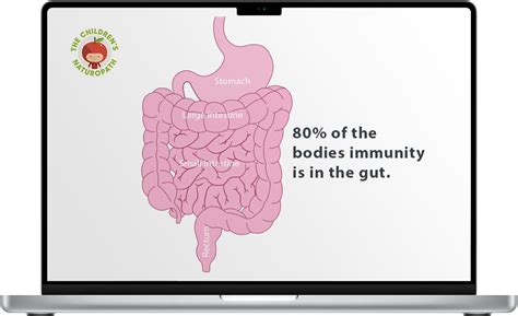 Immune System Function 的图像结果