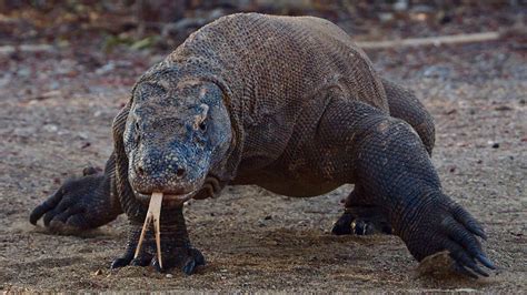 The Komodo Dragon’s Secret Weapon – How Its Bite Slowly Kills Prey – Reptilekingz