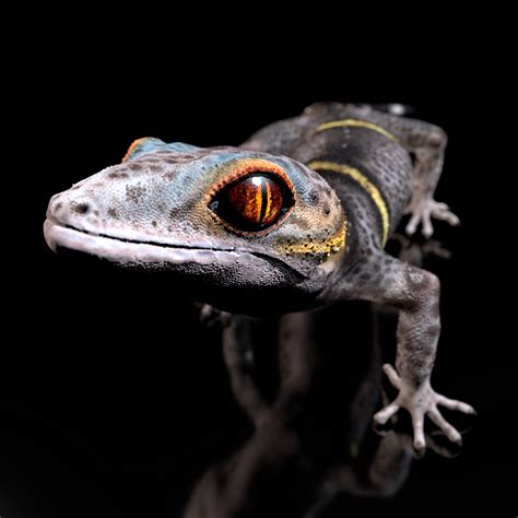 Chinese Cave Gecko - Goniurosaurus hainanensis 3D model | CGTrader