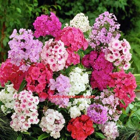 Splendour Seeds Phlox Beauty mix garden flower seeds (100 Seeds ...
