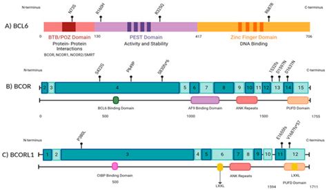 BCOR, BCORL1, and BCL6 Mutations in Pediatric Leukemias