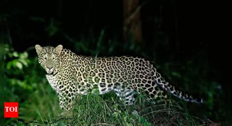 Rising Threat: Poaching Responsible for Half of Leopard Deaths in ...