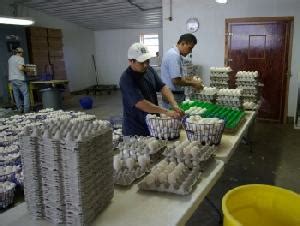 Kasthuri Breeding Farms, About us