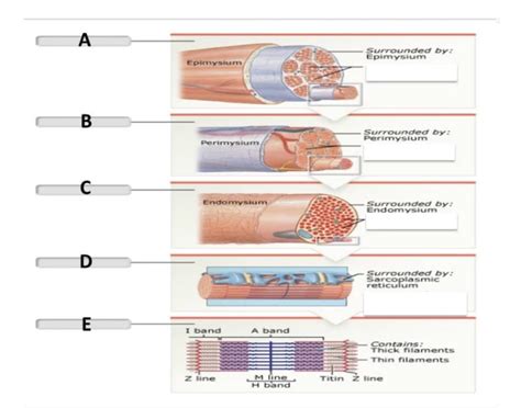 Image result for Skeletal Muscle Functional Unit