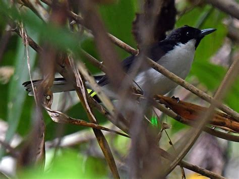 Black-chinned Monarch - eBird