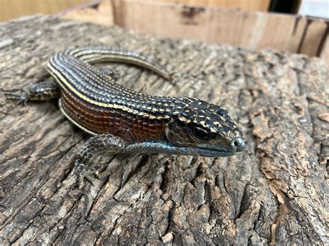 Male Sudan Plated Lizard More Lizard by Reptasia Pet Centre - MorphMarket