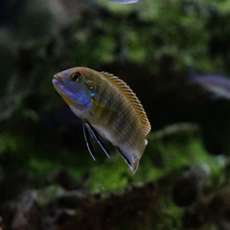LABIDOCHROMIS SP BLUEBAR (RARE) 2inch