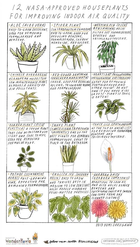 Best Indoor Plants Recommended By Nasa at Arthur Ritchie blog