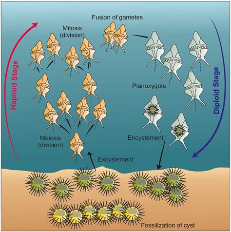 Dinoflagellate Cell Division