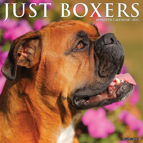 Buy Just Boxers 2024 12 X 12 Wall Calendar Book Online at Low Prices in ...