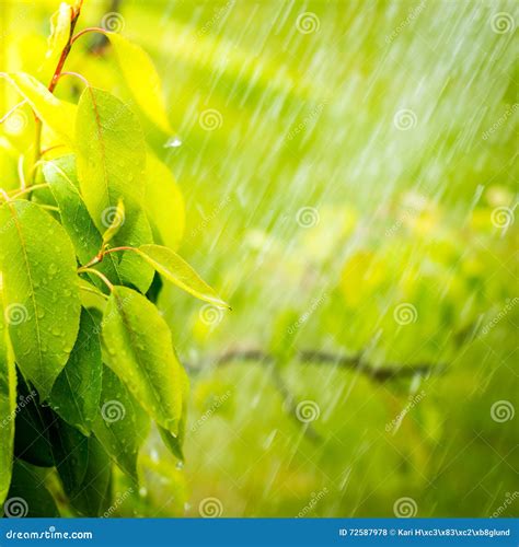Pouring rain in the summer stock photo. Image of environment - 72587978