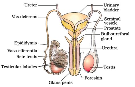 The Male Reproductive System - Biology Class 12 - NEET PDF Download