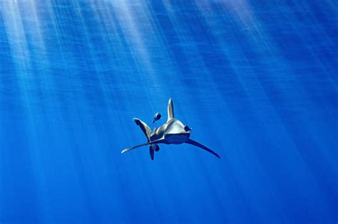 A Small Victory for a Dwindling Species: Oceanic Whitetip Sharks ...