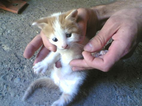 Sanatçılar en çok KEDİ sever - Kedi Resimleri (4. Katalog) - Sayfa 23