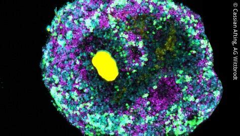 Controlling organoid development with the help of DNA