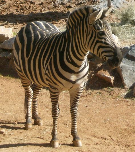 zebra 的图像结果