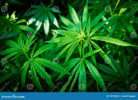 Wild hemp stock photo. Image of nature, herb, natural - 78739314