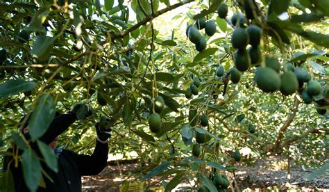 19 Tips for Pruning Your Avocado Tree - Think Avocado