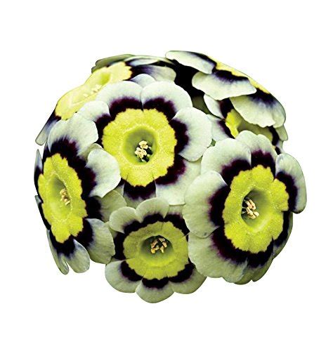 Futaba Tri Europe Primula malacoides seeds - White and Yellow - 100 Pcs ...