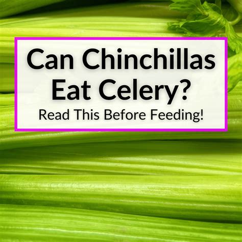 Are Chinchillas Smart? (13 Examples To Prove It)