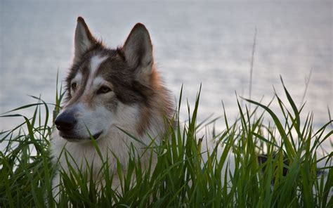 Download wallpaper 3840x2400 wolf, predator, beast, gray, wool 4k ultra ...