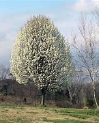 Image result for Types of Pear Trees