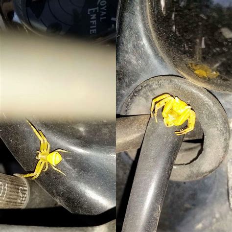 First I'm so glad i found this sub! Here's this bright yellow spider I ...