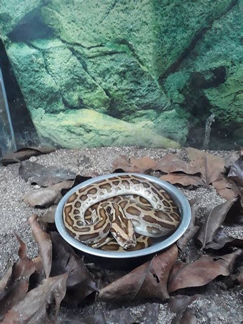 ZOOBIC LODGE (Olongapo) - Lodge Reviews & Photos - Tripadvisor