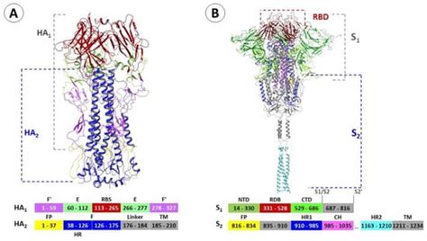 Molecular Modeling of Viral Type I Fusion Proteins: Inhibitors of ...