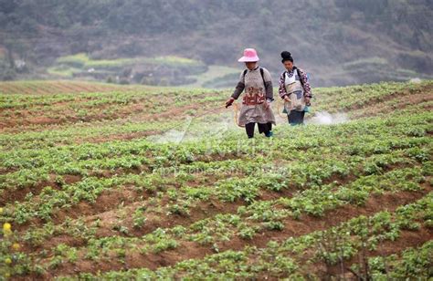 贵州丹寨：春分时节耕种忙-人民图片网