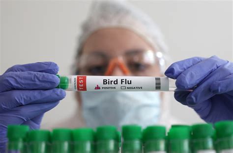 Bird Flu In Humans