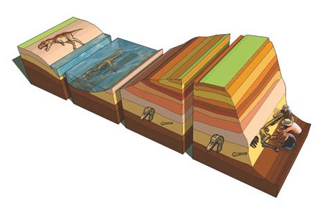 Image result for Fossil Formation Process Graph