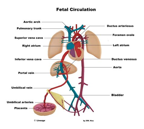 Fetal Circulation and Erythropoiesis - Embryology - Medbullets Step 1