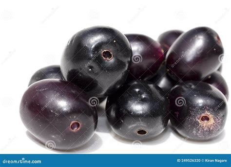 Image result for Java Plum Fruit Tree