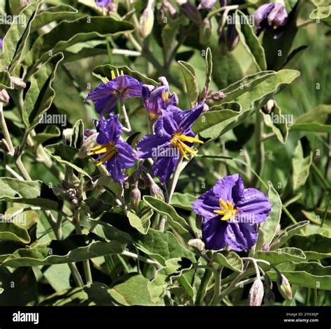 silverleaf nightshade (Solanum elaeagnifolium Stock Photo - Alamy