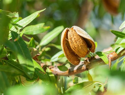 Which Nut Trees Are Perfect For March Planting?