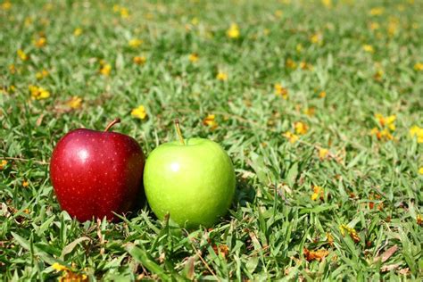 Image result for Comparing Apples