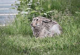 Image result for Rabbit Hay